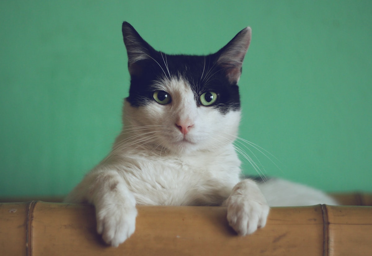 猫哥思考
